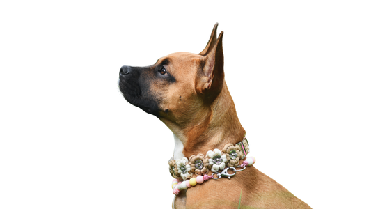Hund mit Blumenhalsband und Hundeperlenkette