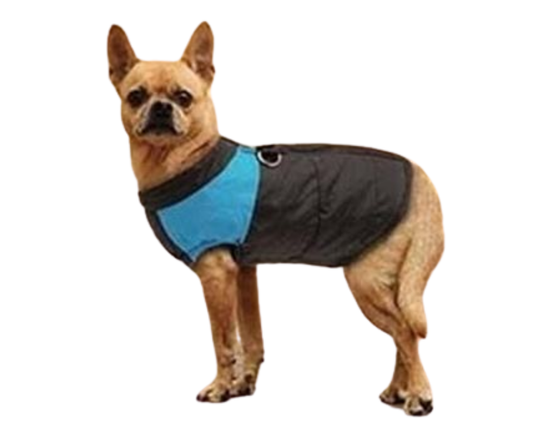 Kleinerer Hund im Hundemantel, Farbe Blau