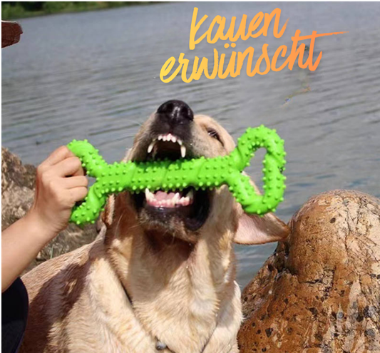 Größerer Hund reißt weit das Maul auf. Er bekommt ein Grünes Spielzeug in Knochenform