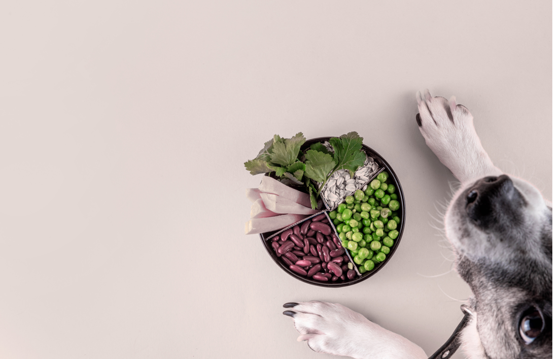 Hund sitzt vor Futternapf mit frischem Gemüse (Superfood Hund)