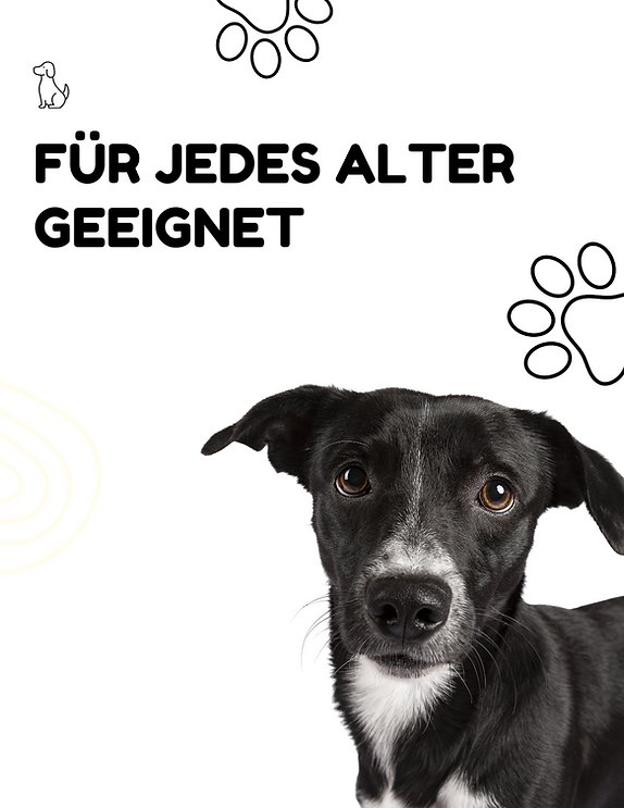 Hund mit treuem Blick