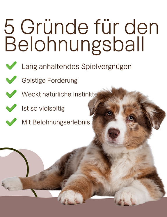 Belohnungsball für Hunde 5 Gründe