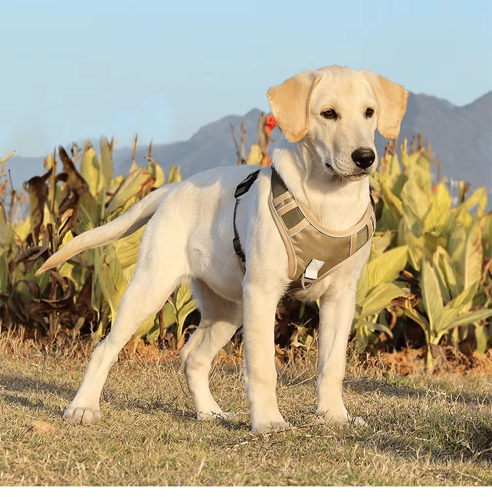 Chester Hundegeschirr am Hund
