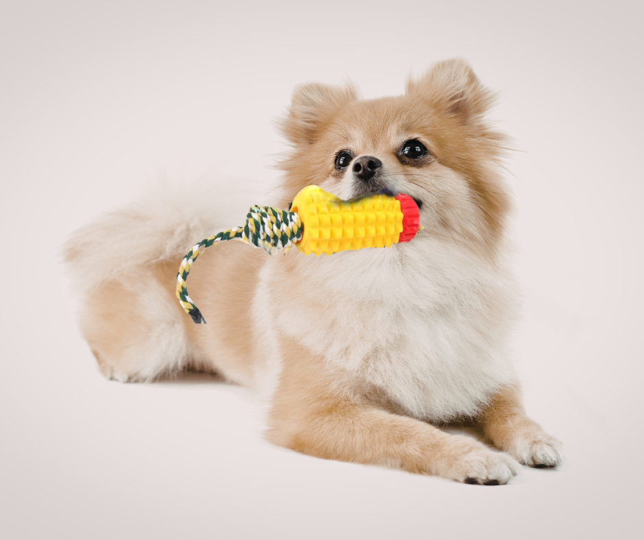 Chester´s Dental Power Tugger mit Hund