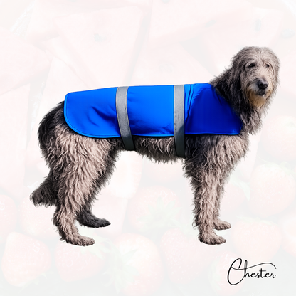 Irish Wolfhound in blauem Softshell Hundemantel