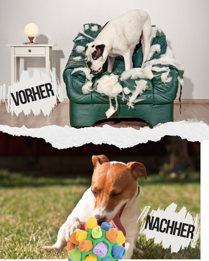 Oben Hund randaliert das Sofer (vorher) unten Hund spielt mit Schnüffelball (nachher)