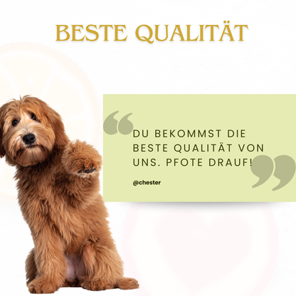 Überschrift: beste Qualität, Text: du bekommst die beste Qualität von uns, Pfote drauf. Daneben ein Hund der Pfote gibt.