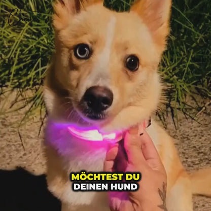 Leuchthalsband Hund & Katze LED