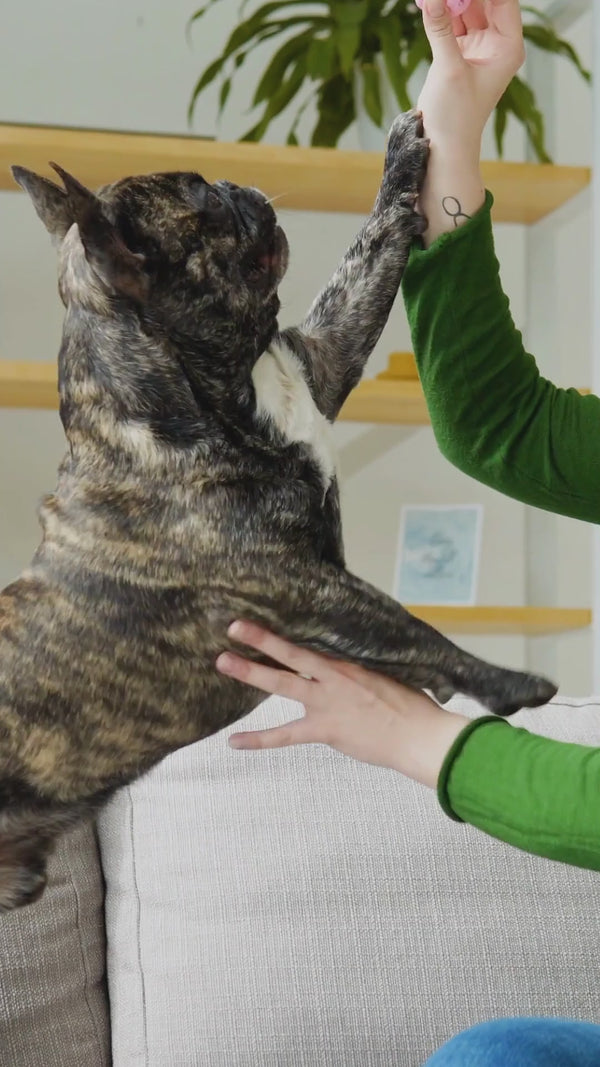 Futterautomat Hund Video