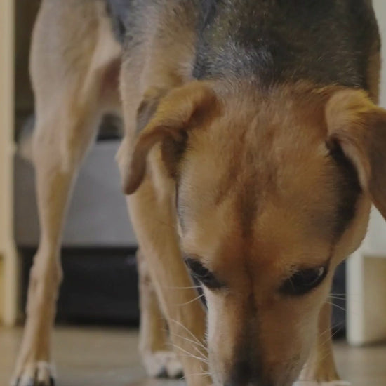 Video interaktives Hundespielzeug mit Leckerliausgabe