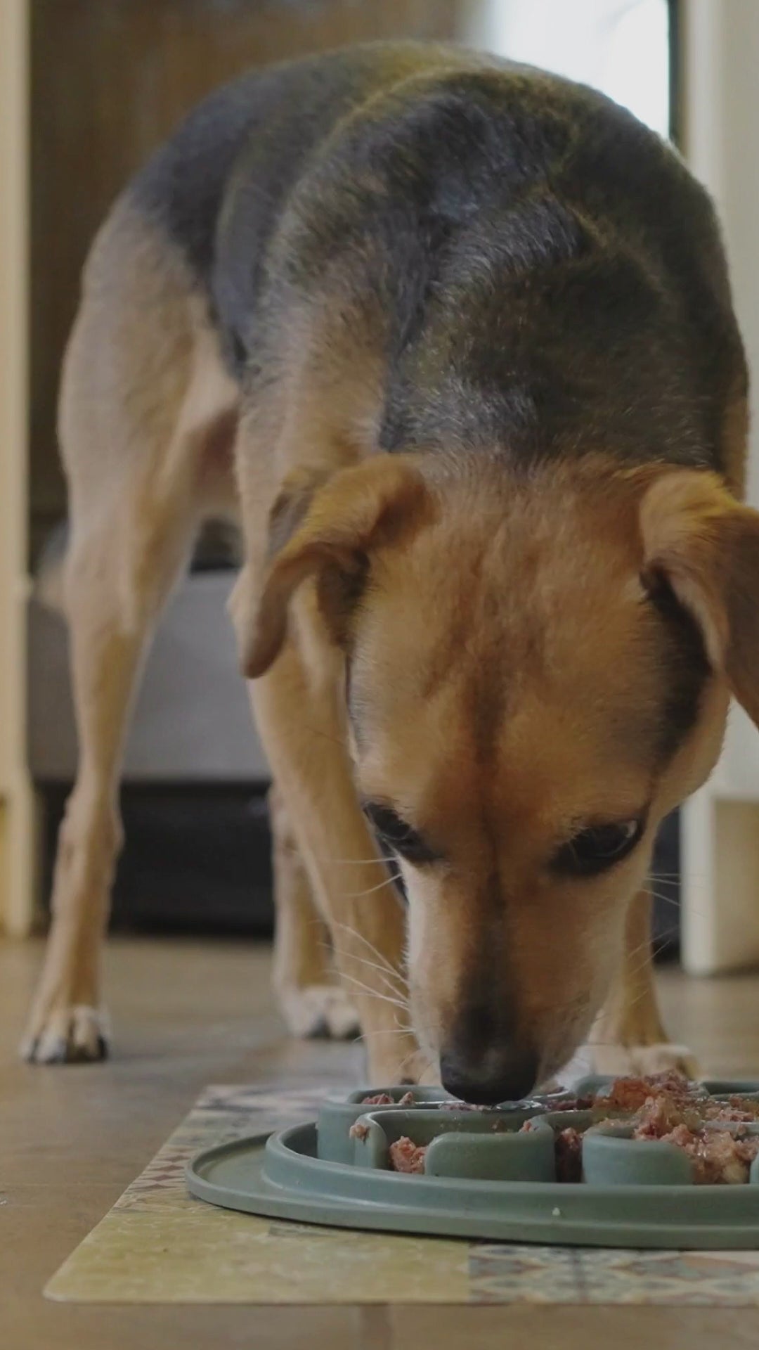 Video interaktives Hundespielzeug mit Leckerliausgabe