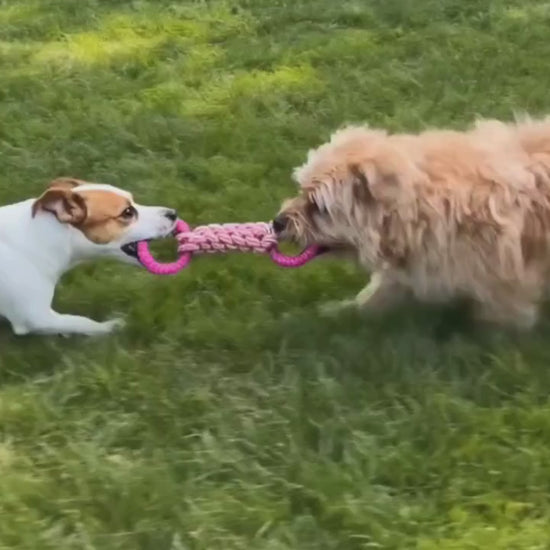 zwei Hunde zerren an einem Spielzeug