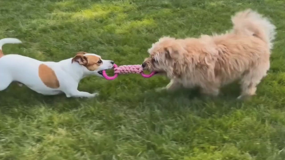 zwei Hunde zerren an einem Spielzeug